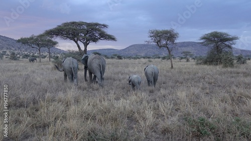 african elephant, family with baby, tanzania, Africa