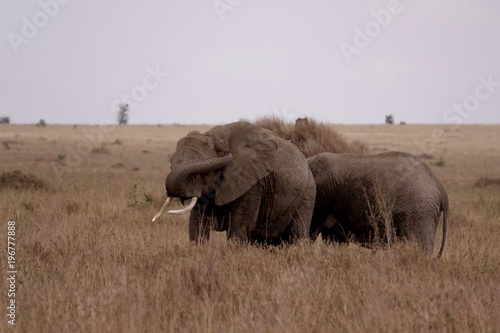 african elephant, family with baby, tanzania, Africa