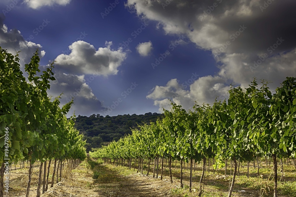 Vineyard in Isareal, against the blue sky HDR. 