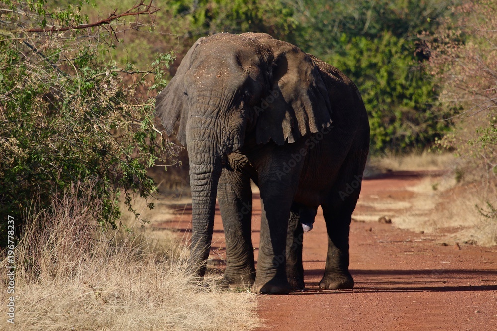 Obraz premium Elefant