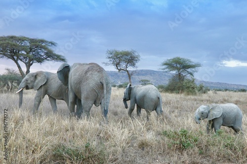 african elephant  family with baby  tanzania  Africa