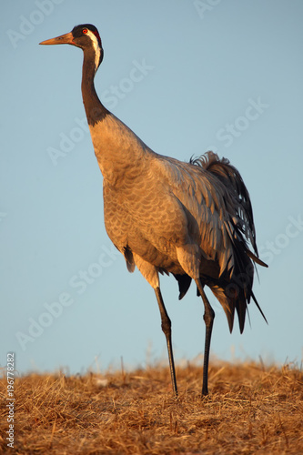 The common crane (Grus grus), also known as the Eurasian crane on the evening light. Crane standing on the horizon. photo