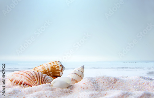 Conchiglie sulla spiaggia e mare © barbamauro