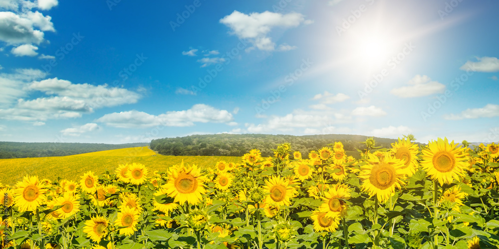 Field with blooming sunflowers and sun on cloudy sky.