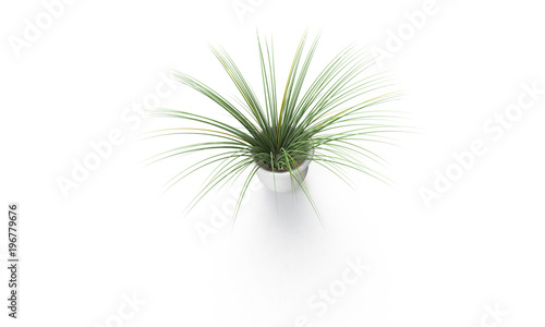 Green plant in brown vase isolated on white