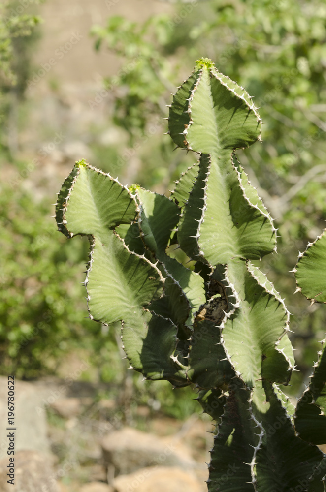 Euphorbe candélabre, Euphorbia Ingens , Euphorbia Candélabre, Cactus Stock  Photo | Adobe Stock