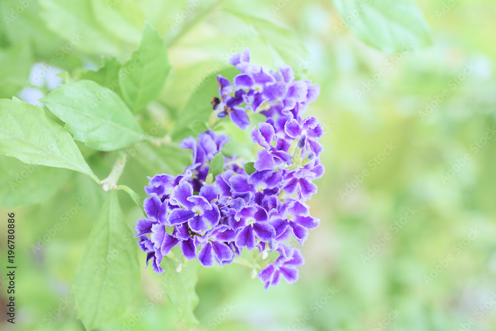purple floral in garden overlay sunshine. soft focus purple floral in garden overlay sunshine. soft focus