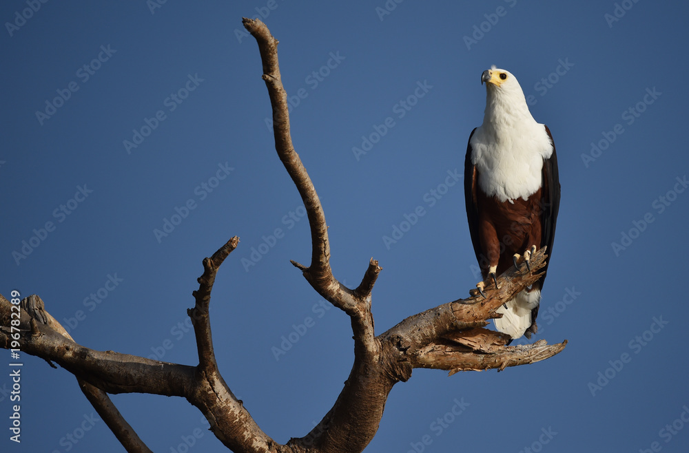 Schreiseeadler auf Sitzwarte Schreiseeadler auf Sitzwarte