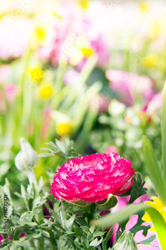 Fototapeta Naklejka Na Ścianę i Meble -  Pink Ranunculus buttercup flower in the garden, surrounded by yellow daffodils.