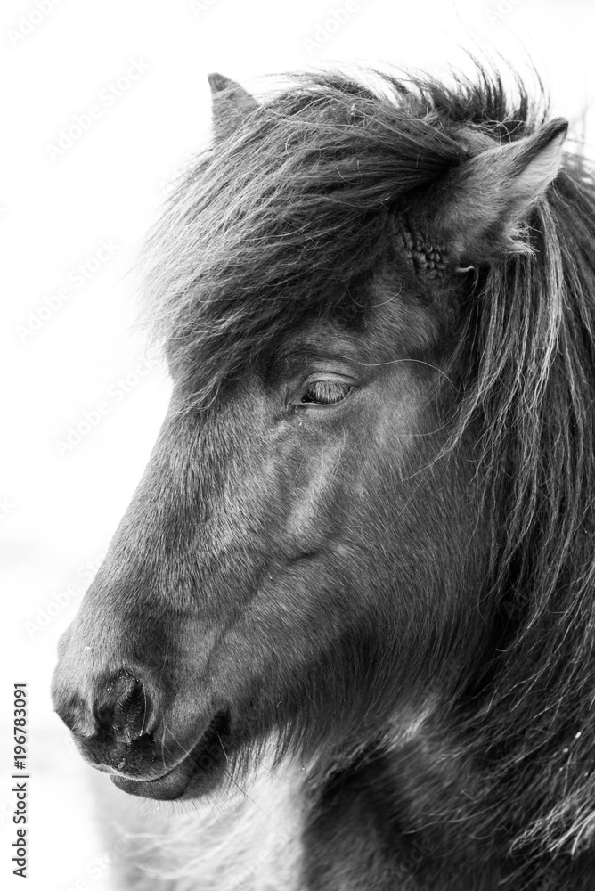 Island Pferd II