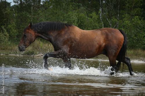 Mustang schreitet frei im See
