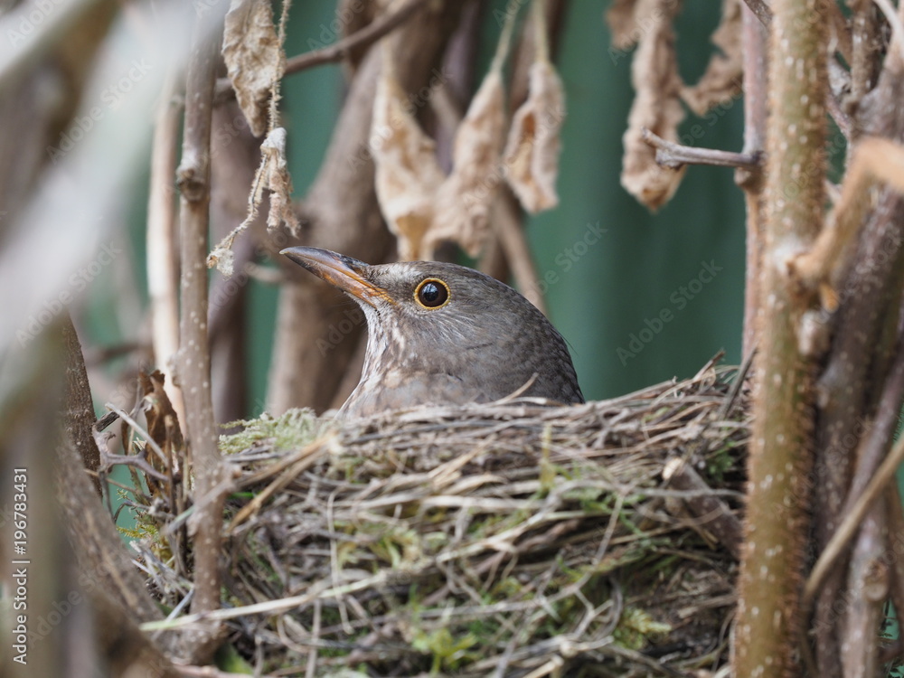 brütende Amsel - brooding blackbird