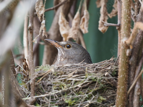 brütende Amsel - brooding blackbird