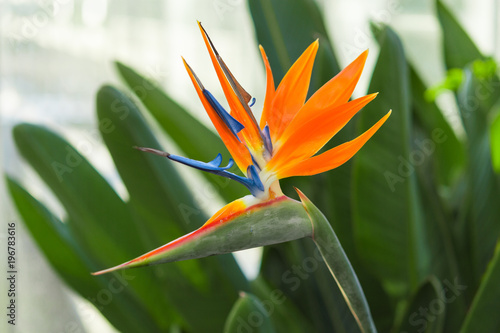 Schilderij op canvas Greenhous with tropical exotic flower of bird of paradise or Strelitzia reginae
