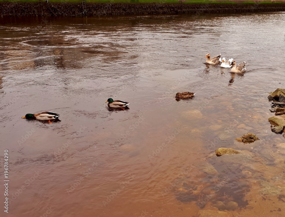 Three Geese Chasing Three Ducks on the River