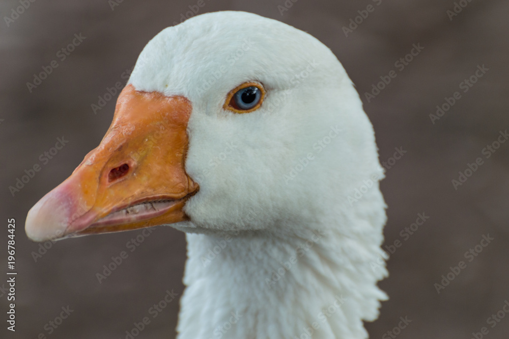 A beautiful white Goose captured closeup and in profile, with a bright orange beak, blue eyes and a bokeh background. A beautiful white Goose captured closeup and in profile, with a bright orange beak, blue eyes and a bokeh background.