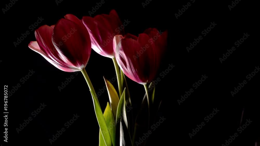 Pink Tulips on black background rotate loop Pink Tulips on black background rotate loop
