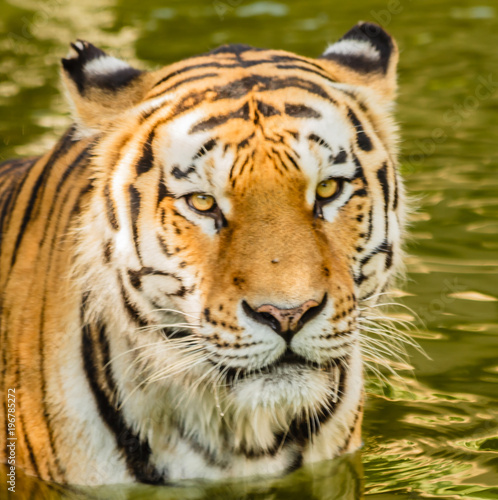 close-up of the glance of a siberian tiger /close-up of the glance of a siberian tiger while bathing in the water © cannes106