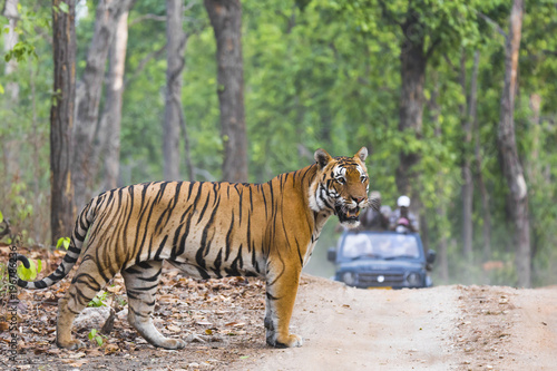 Royal Bengal Tiger