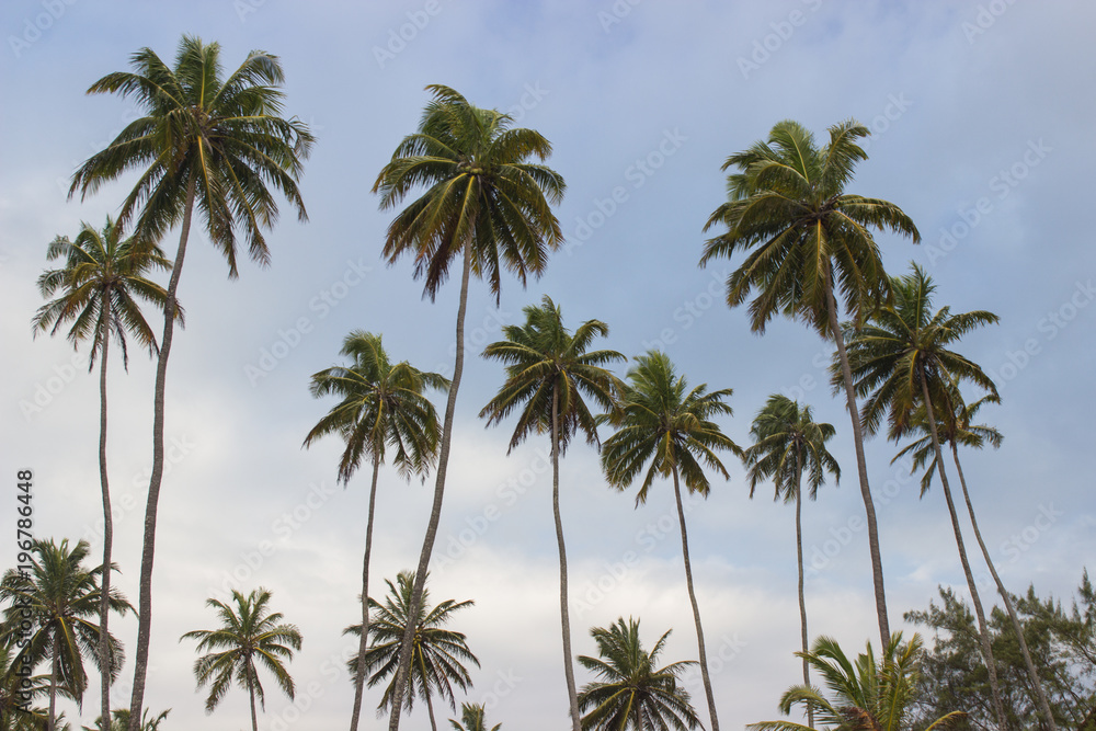 beautiful palm tree with blue sky in the background