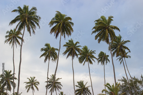 beautiful palm tree with blue sky in the background