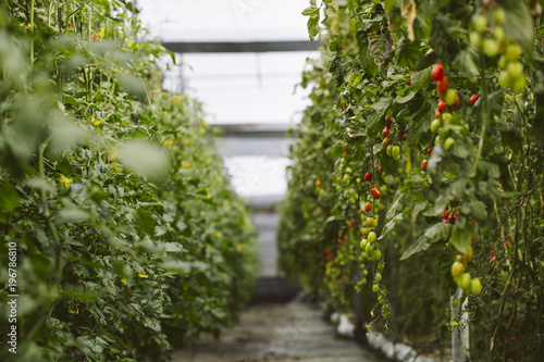 Industrial tomato plantation.