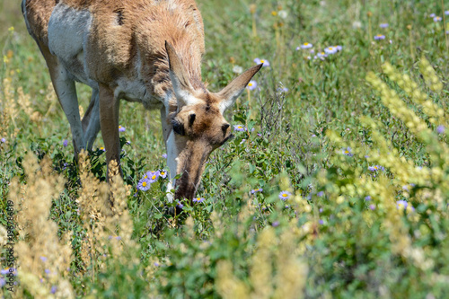 Baby prongs  photo