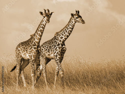 Fototapeta Naklejka Na Ścianę i Meble -  Giraffe Couple Walking