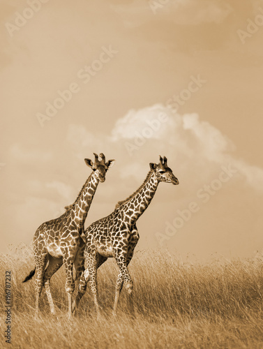 Photography Sepia Giraffes Walking