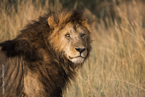 Male Lion Portrait © Nilesh