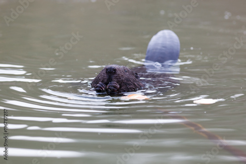 Castor fiber, Eurasian beaver.