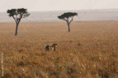 Cheetah on African Planes