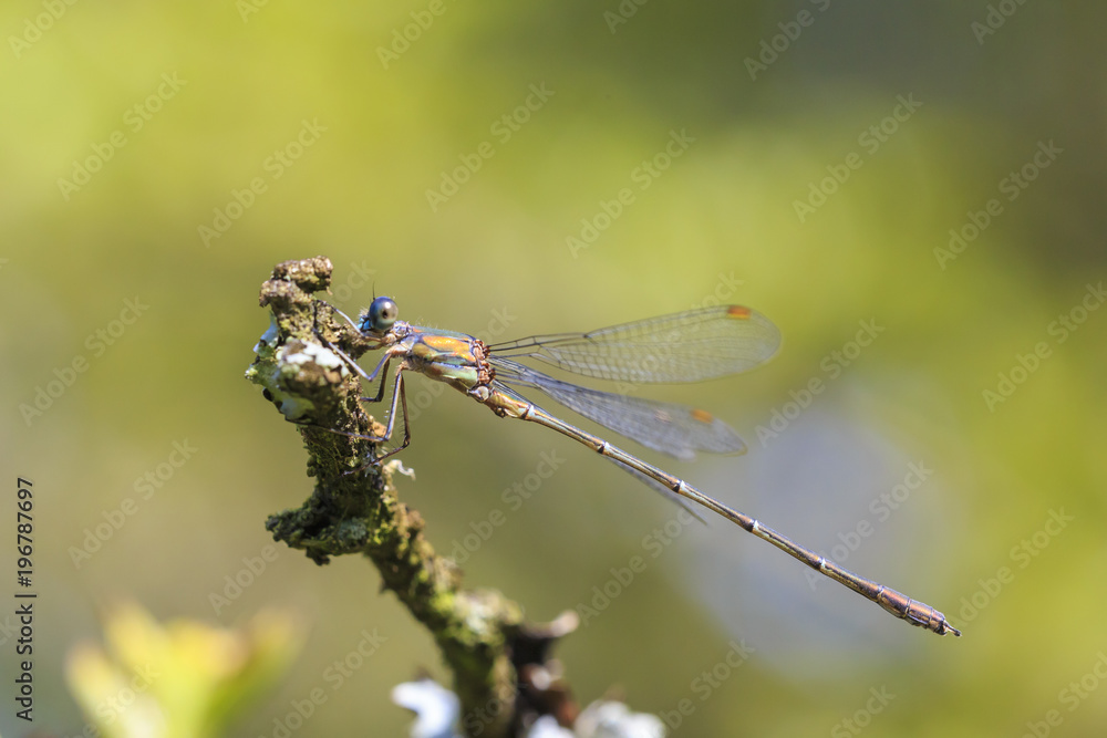 Detail closeup of a western willow emerald damselfly Chalcolestes viridis Detail closeup of a western willow emerald damselfly Chalcolestes viridis