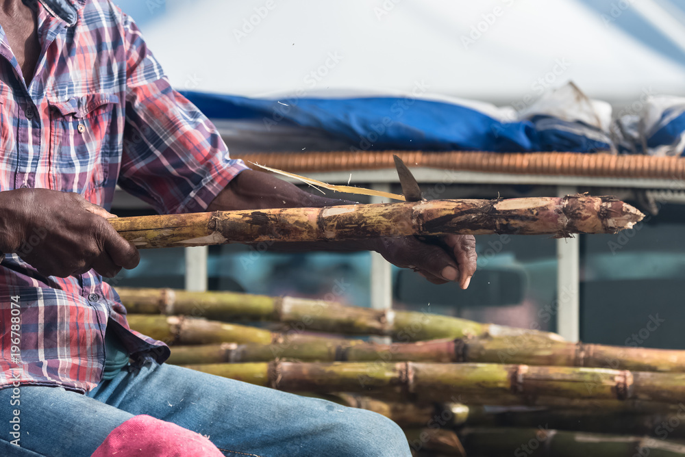 Marie-Galante island in Guadeloupe, man who peels some sugar cane on the market
Marie-Galante island in Guadeloupe, man who peels some sugar cane on the market