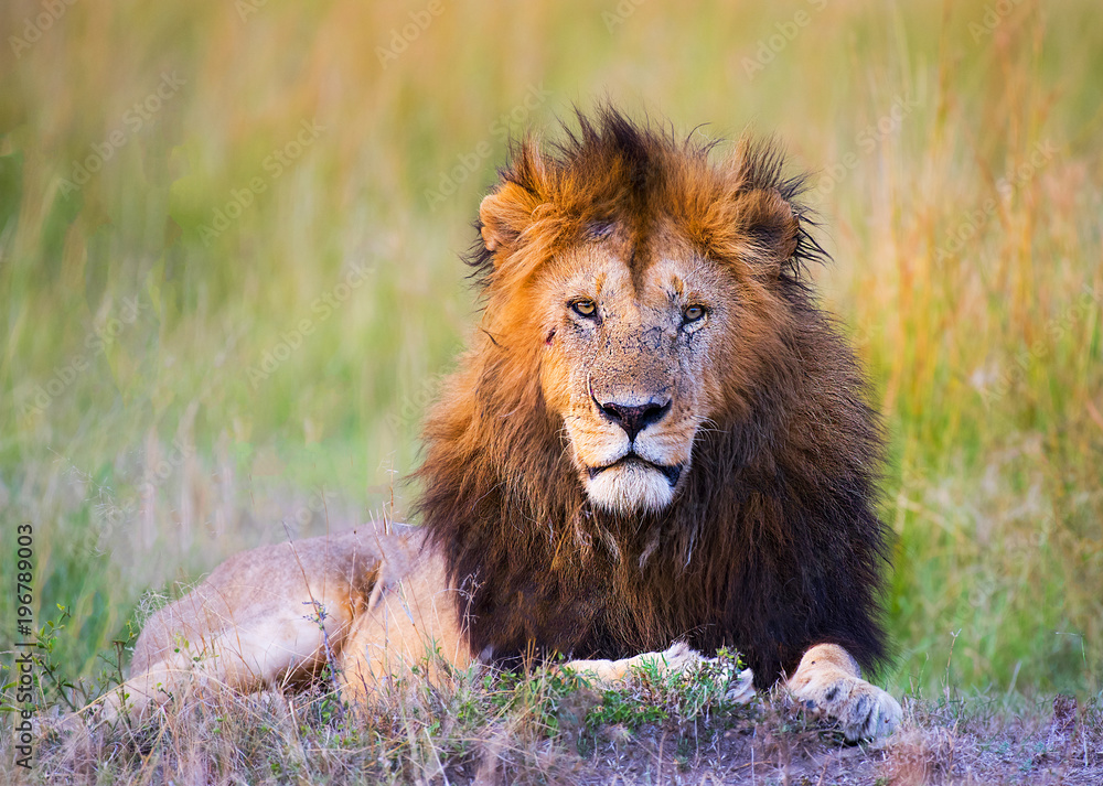 African Male Lion