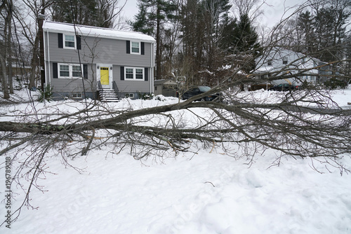 fallen tree during snow storm in front of the house © nd700