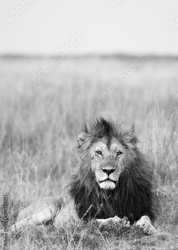 Canvas Print Black and White Lion Portrait