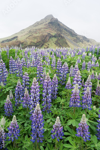 Lupine flowers on the meadow in Iceland
