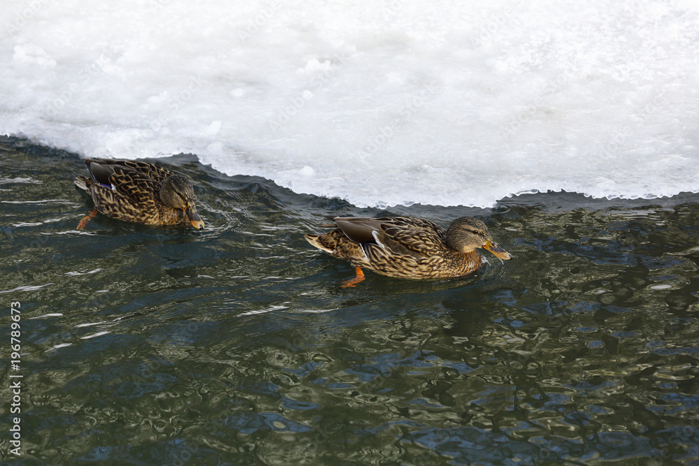 A wild duck swims in the river A wild duck swims in the river