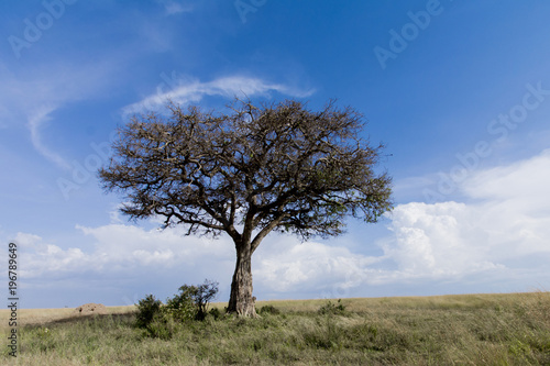 Tree in African Savannah