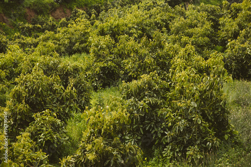 Wallpaper Mural Plantation of avocado trees. Torontodigital.ca