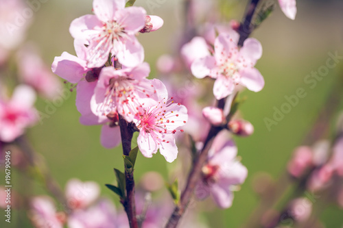 Close up of pink Cherry Blossom flowers on tree branch © k_samurkas