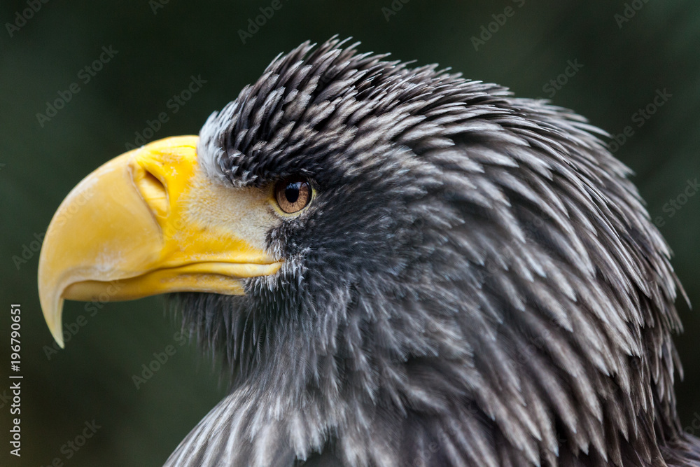 Naklejka premium a portrait of a steller's sea eagle