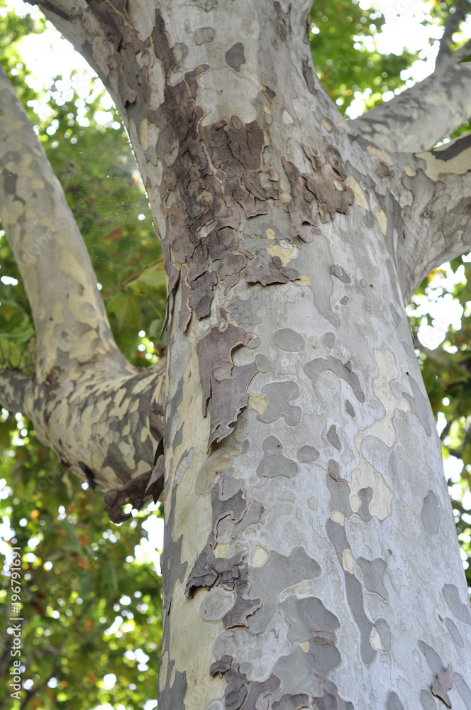 Obraz premium Tree Trunk Bark