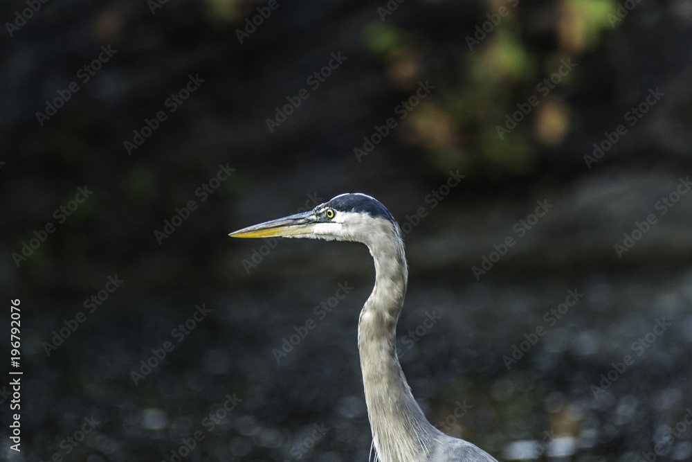 Great Blue Heron on a rock at the side of a northern river Great Blue Heron on a rock at the side of a northern river