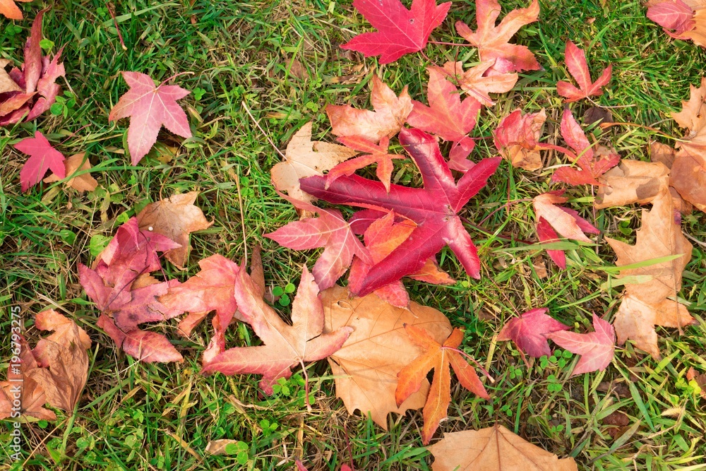 Red and yellow autumn maple leaves against a background of green grass Red and yellow autumn maple leaves against a background of green grass