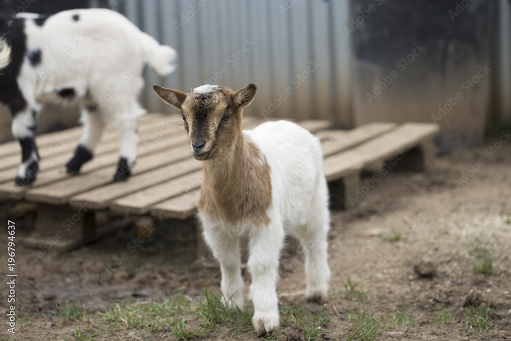 Obraz premium African pygmy goat