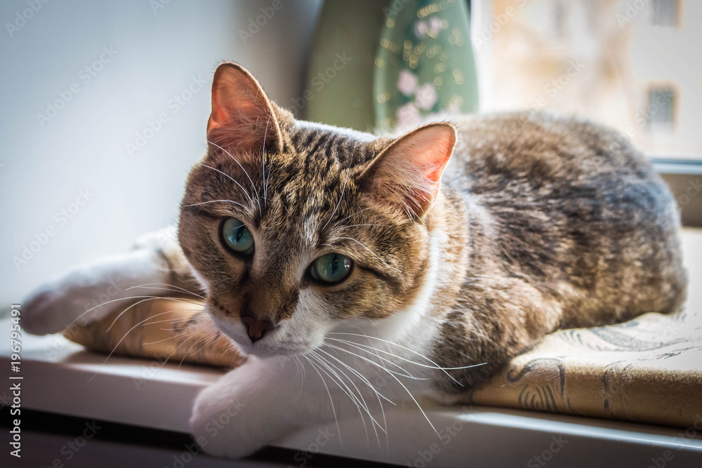 Brown Tabby Cat With Blue Eyes