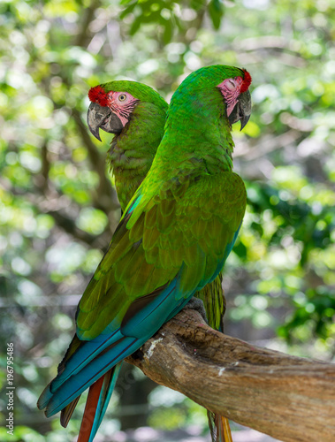 Playa Del Carmen, Mexico - May 17, 2017 - Tropical Green Parrots