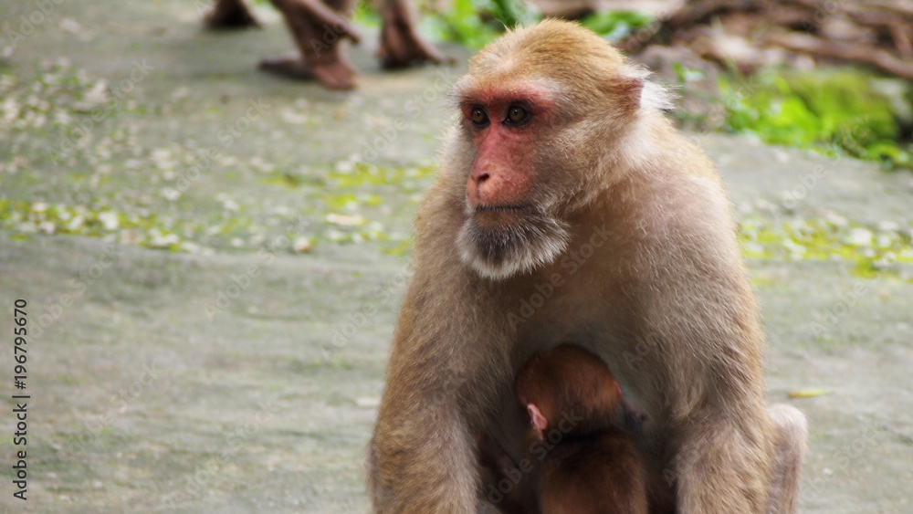 monkey at Wat Tham Pla, Monkey Temple, Chiang Rai, Thailand monkey at Wat Tham Pla, Monkey Temple, Chiang Rai, Thailand